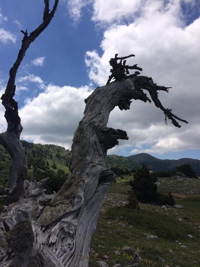 Bed and Breakfast Il Vicoletto Frascineto Exterior foto